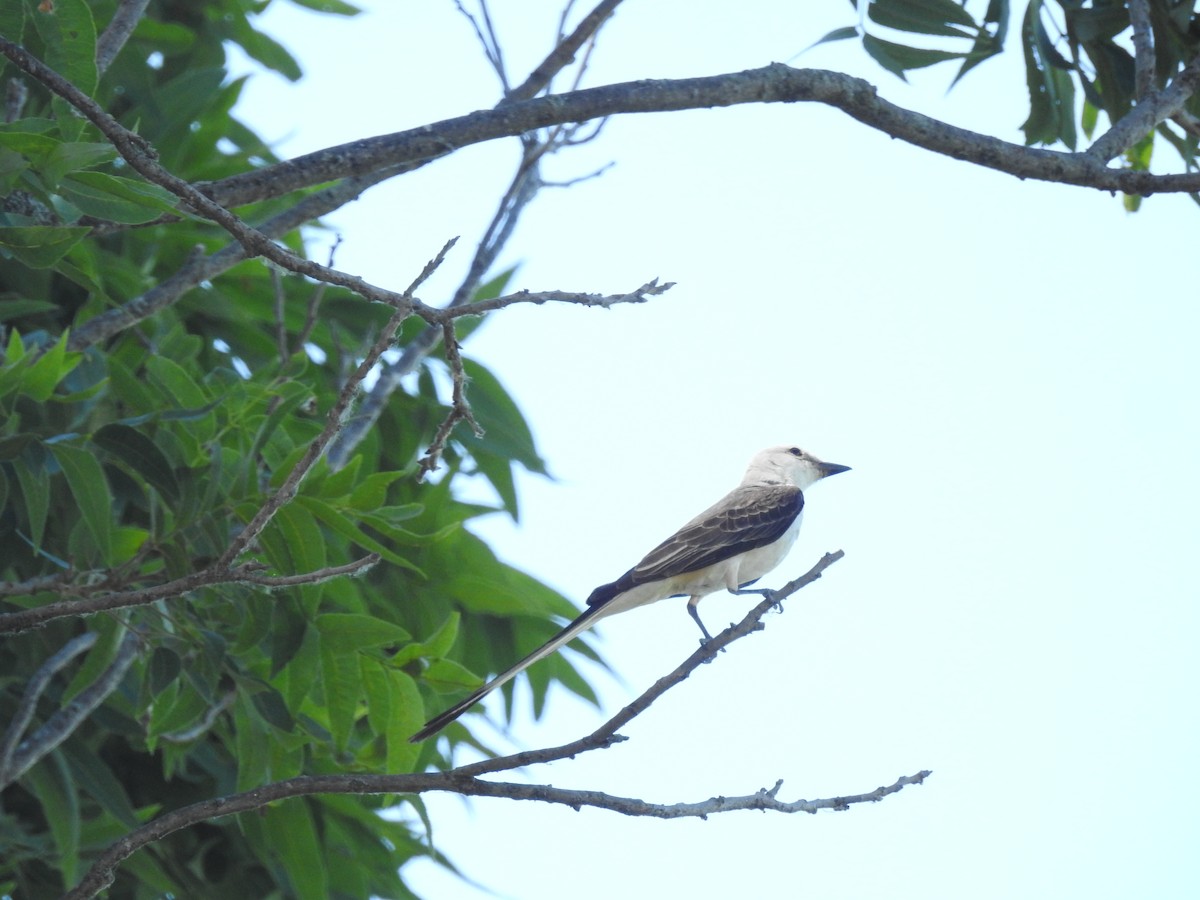 Scissor-tailed Flycatcher - ML620791404