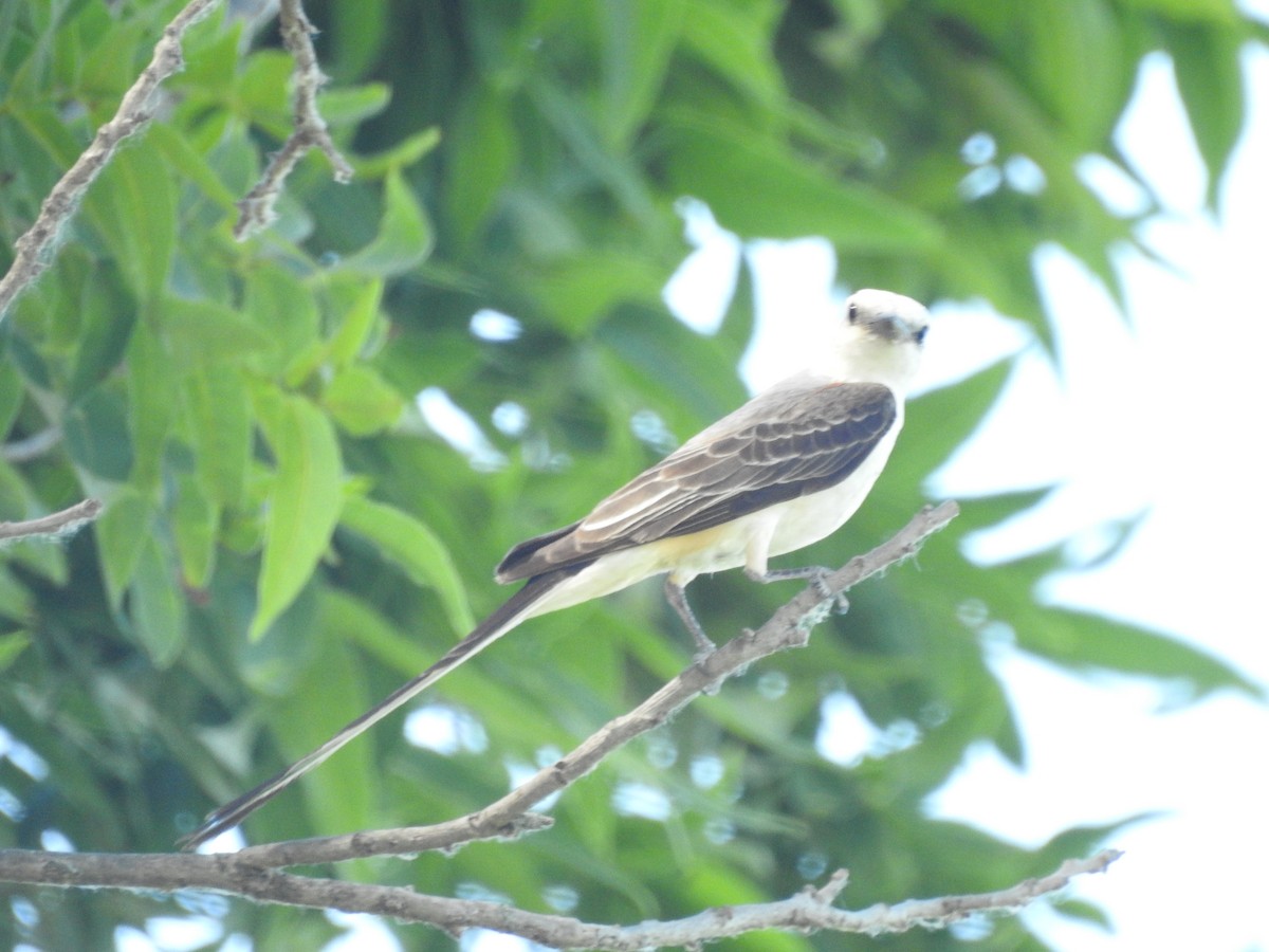 Scissor-tailed Flycatcher - ML620791406