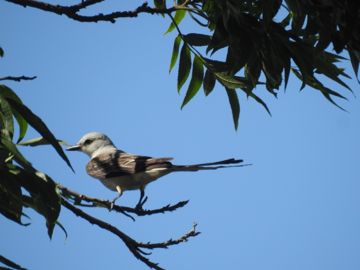 Scissor-tailed Flycatcher - ML620791407