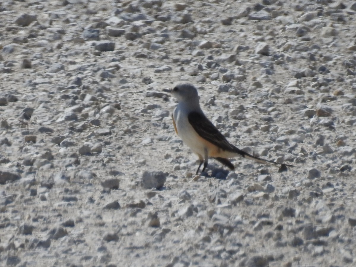 Scissor-tailed Flycatcher - ML620791408