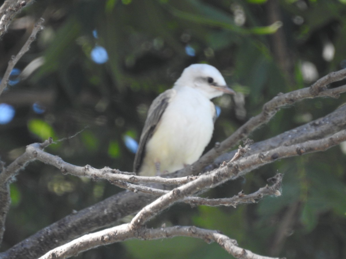 Scissor-tailed Flycatcher - ML620791409