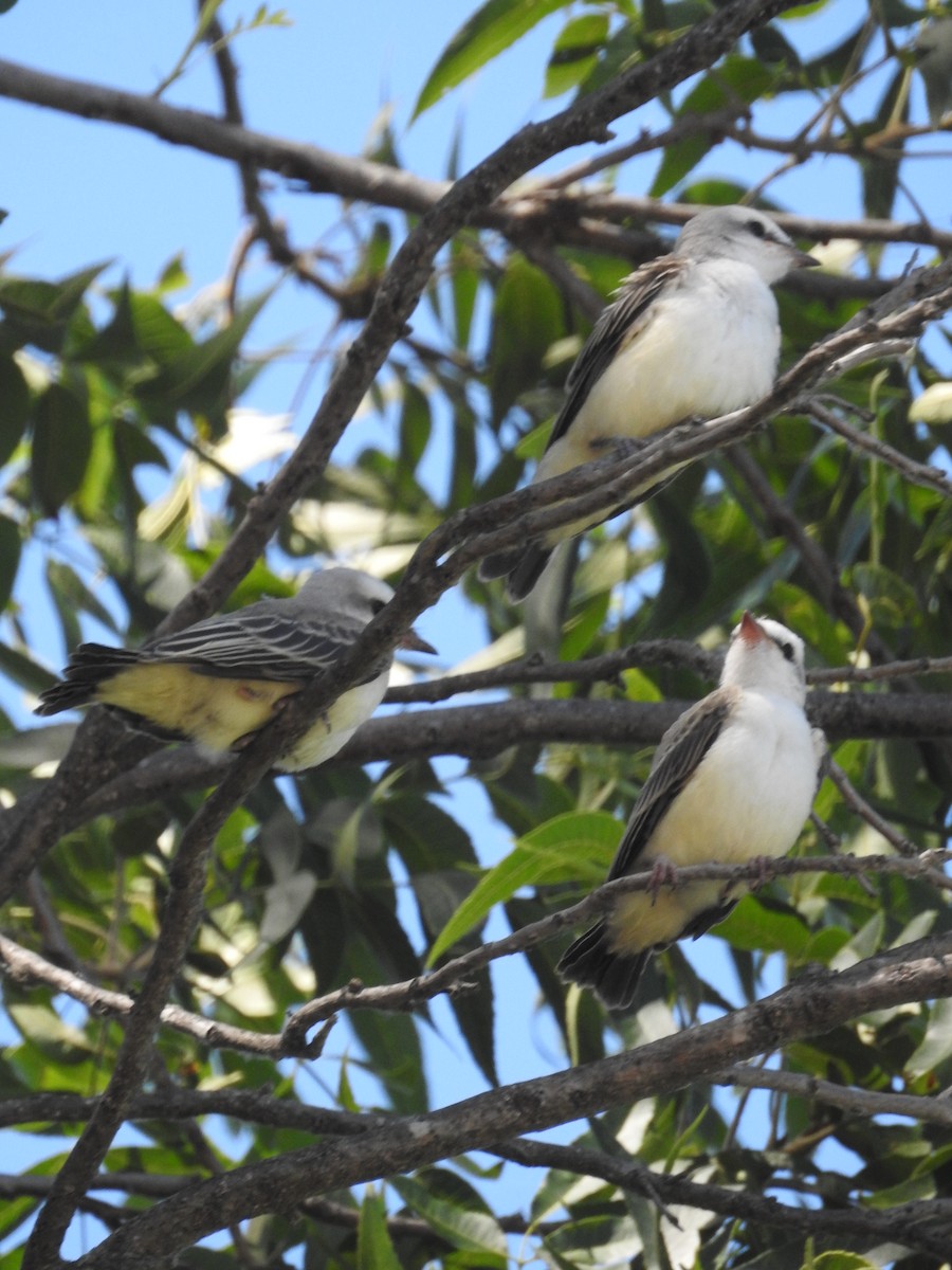 Scissor-tailed Flycatcher - ML620791411