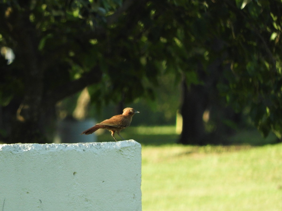 Brown Cacholote - ML620791412