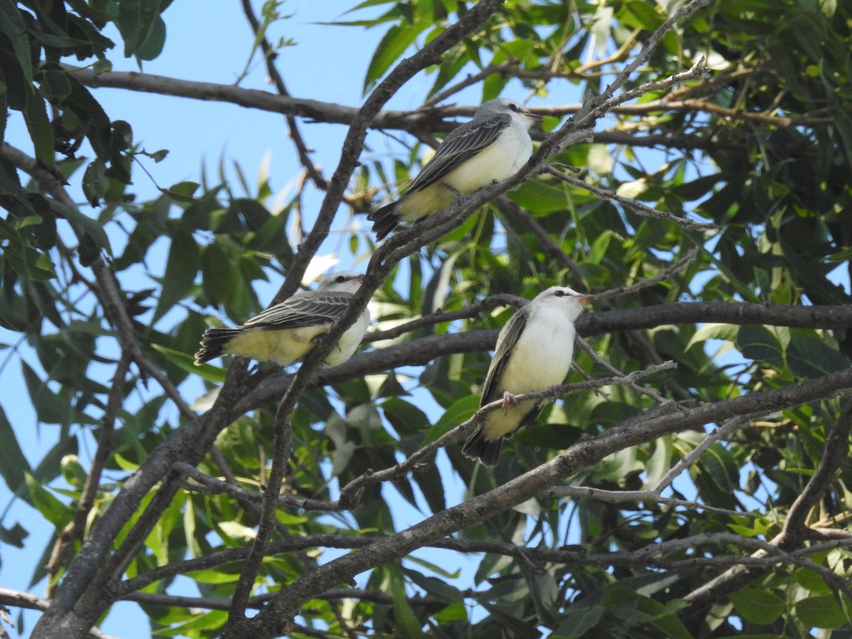 Scissor-tailed Flycatcher - ML620791413