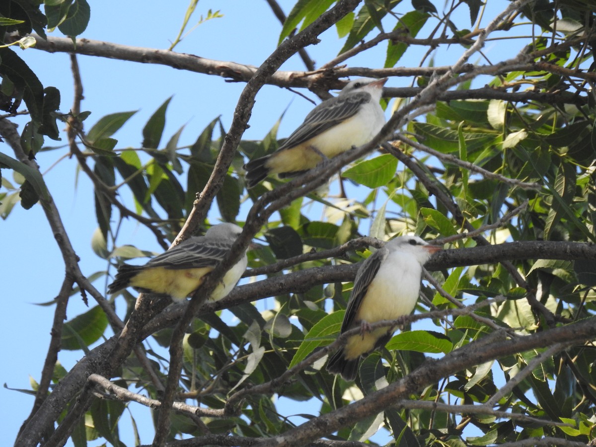 Scissor-tailed Flycatcher - ML620791414