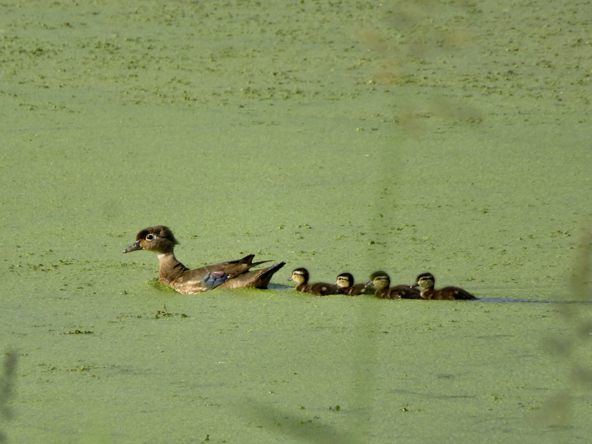 Wood Duck - ML620791417