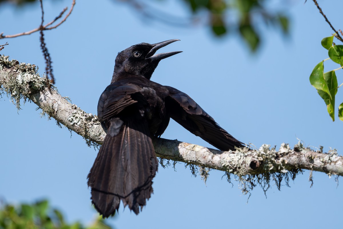 Boat-tailed Grackle (torreyi/alabamensis) - ML620791418