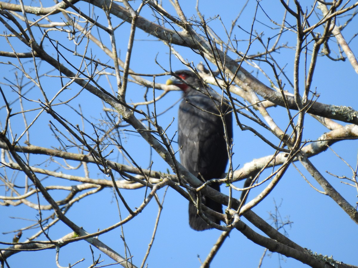 Caracara à gorge rouge - ML620791420