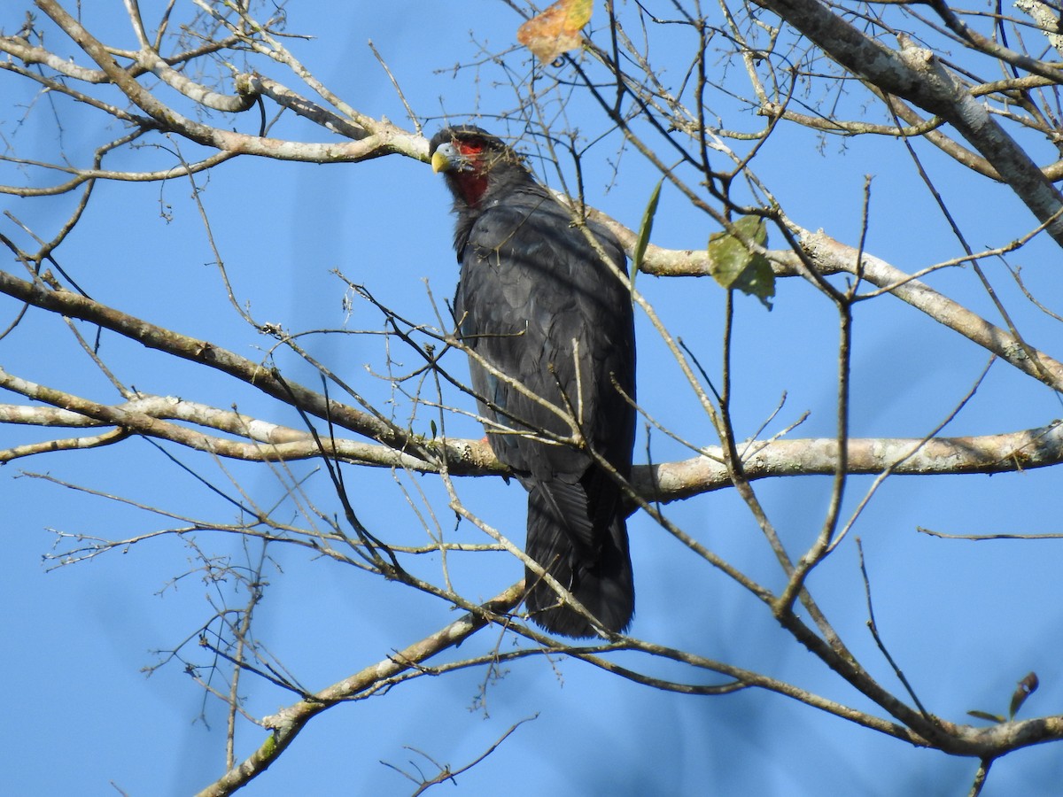 Caracara à gorge rouge - ML620791421