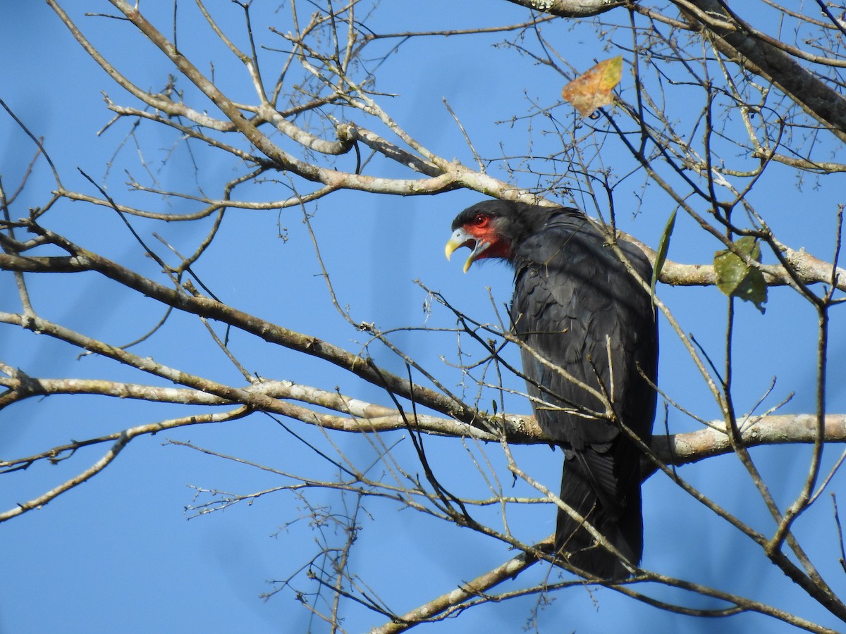 Caracara à gorge rouge - ML620791422