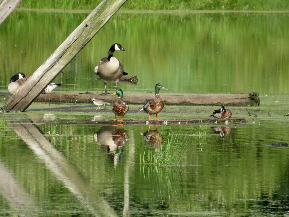 Canard colvert - ML620791424