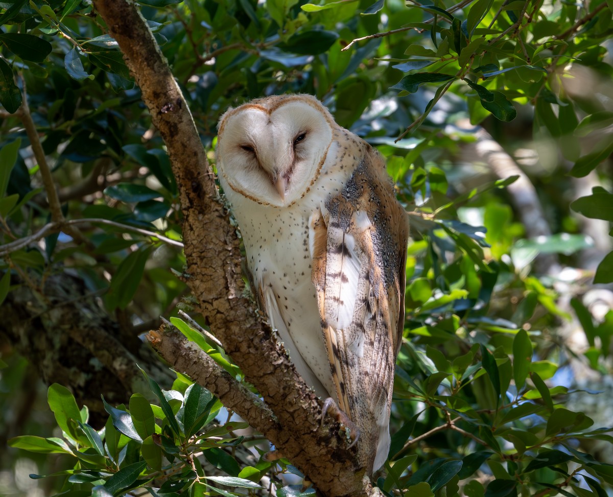 Barn Owl - ML620791425