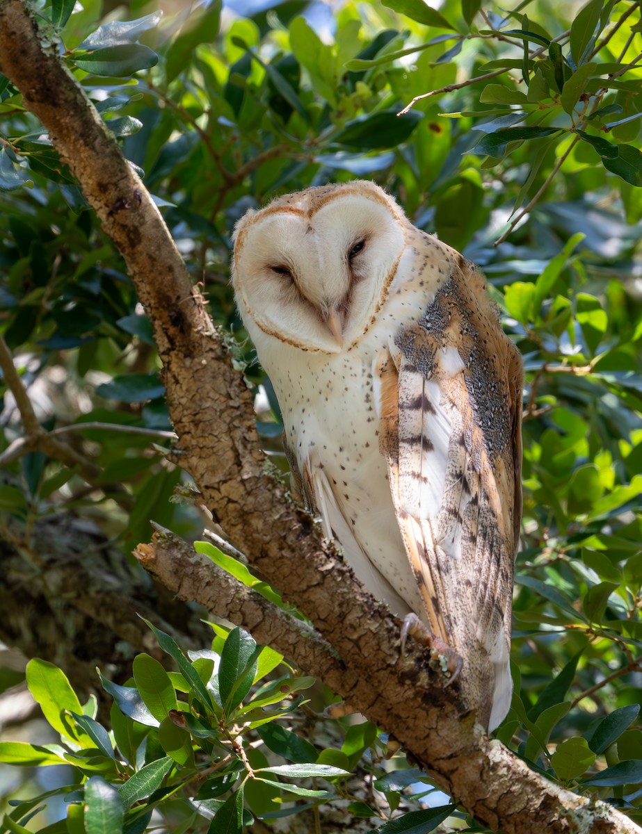 Barn Owl - ML620791426