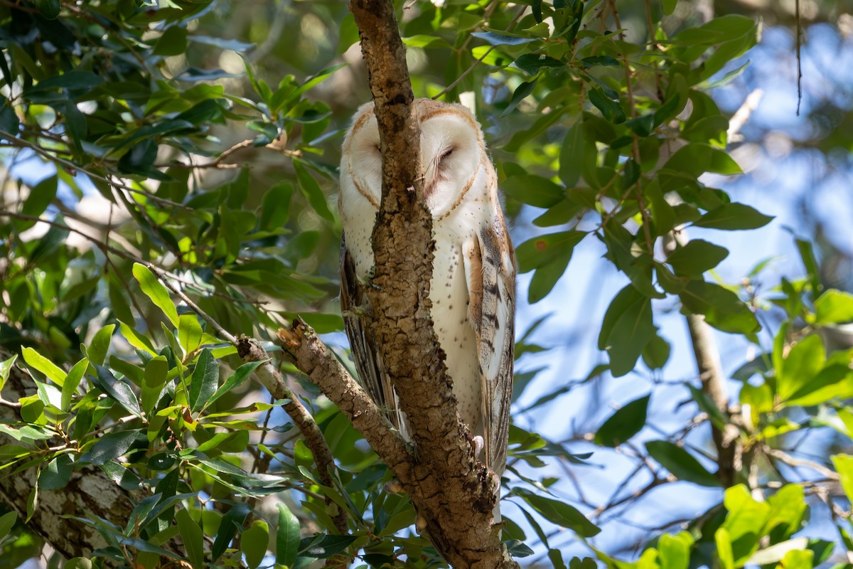 Barn Owl - ML620791427