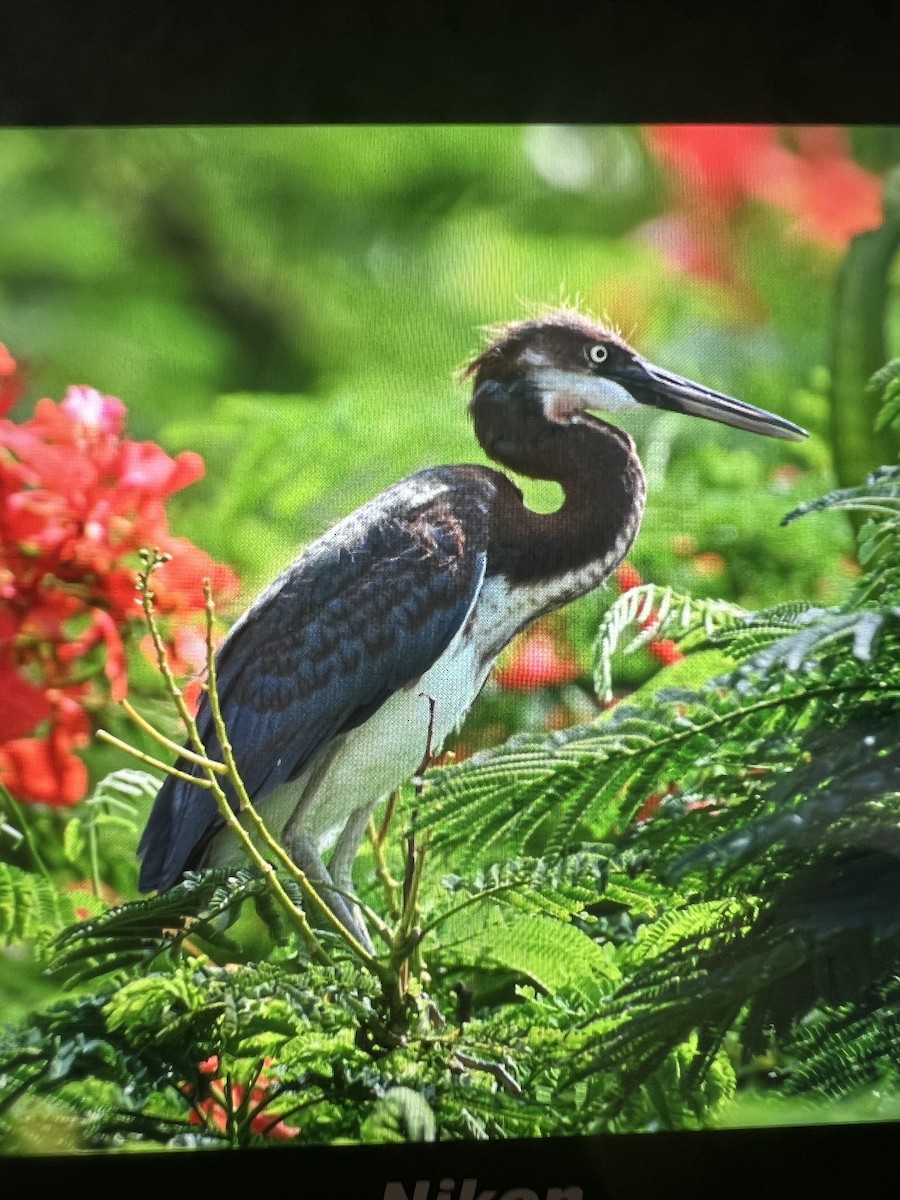 Tricolored Heron - Anonymous