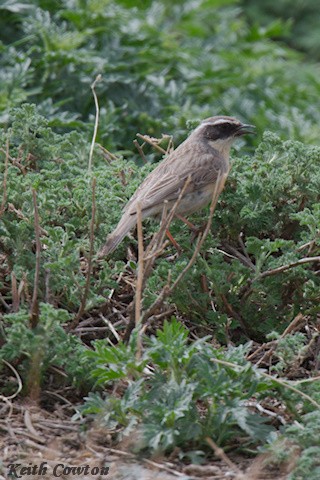 Brown Accentor - ML620791430