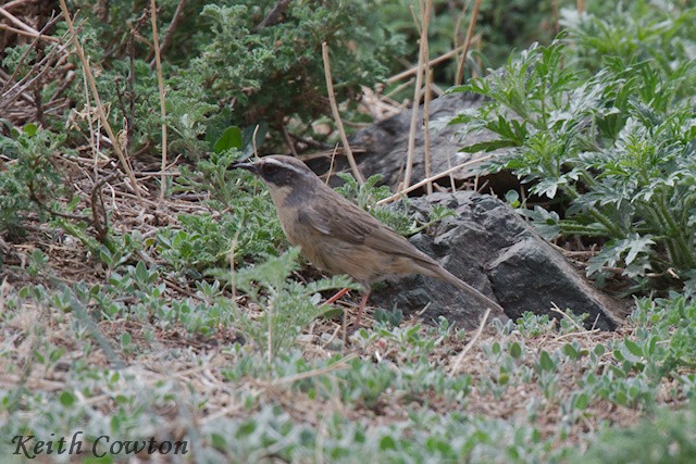 Brown Accentor - ML620791431