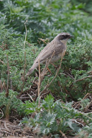 Brown Accentor - ML620791432