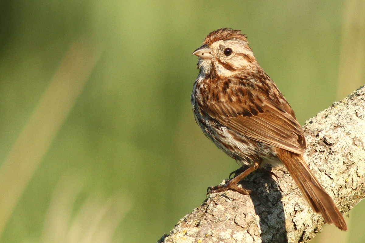 Song Sparrow - ML620791433