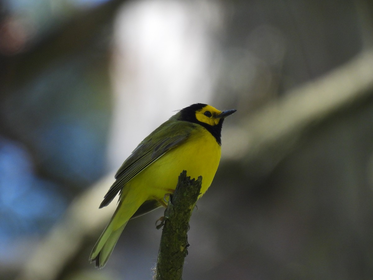 Hooded Warbler - ML620791434