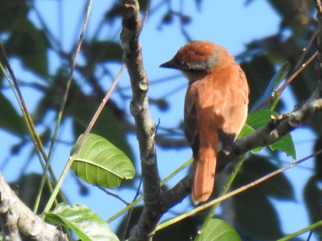 Chestnut-crowned Becard - Justin Harris