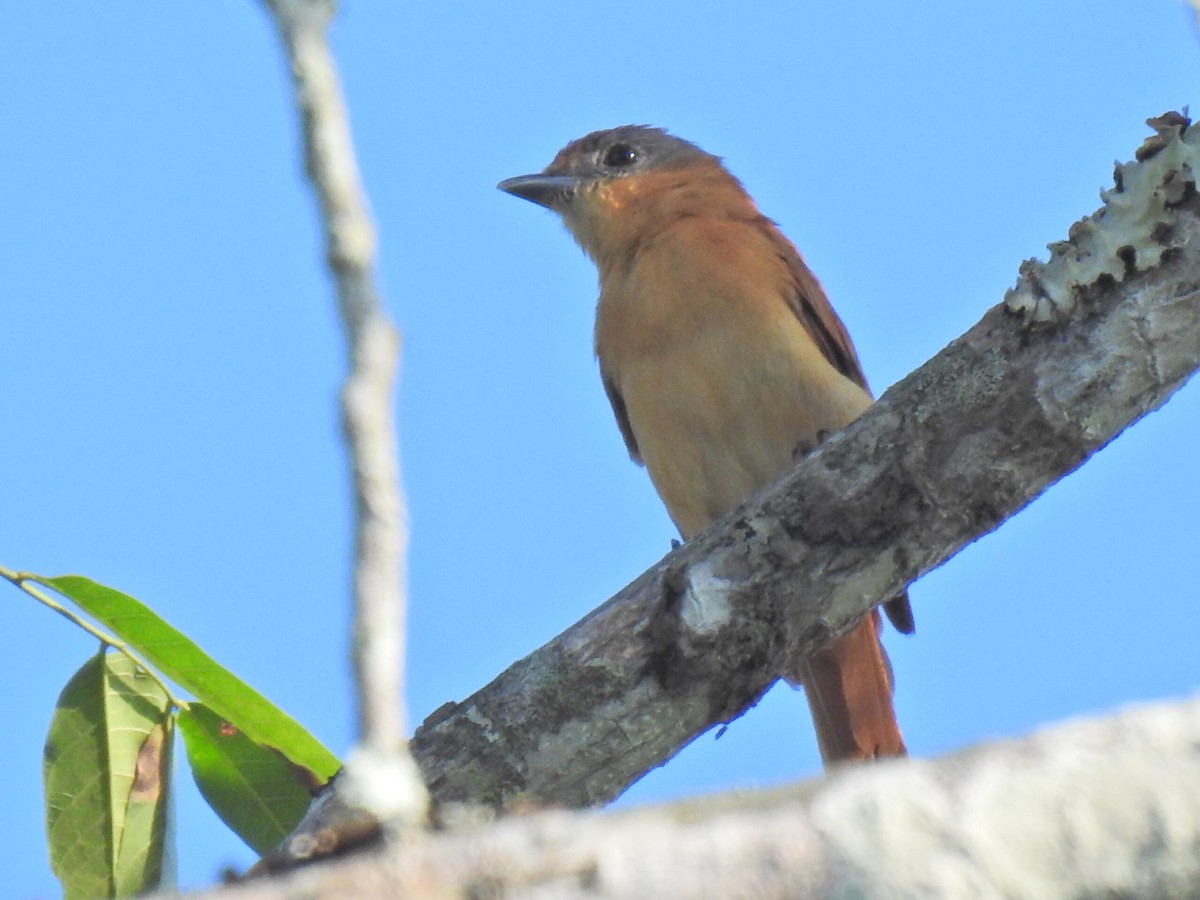 Chestnut-crowned Becard - ML620791437