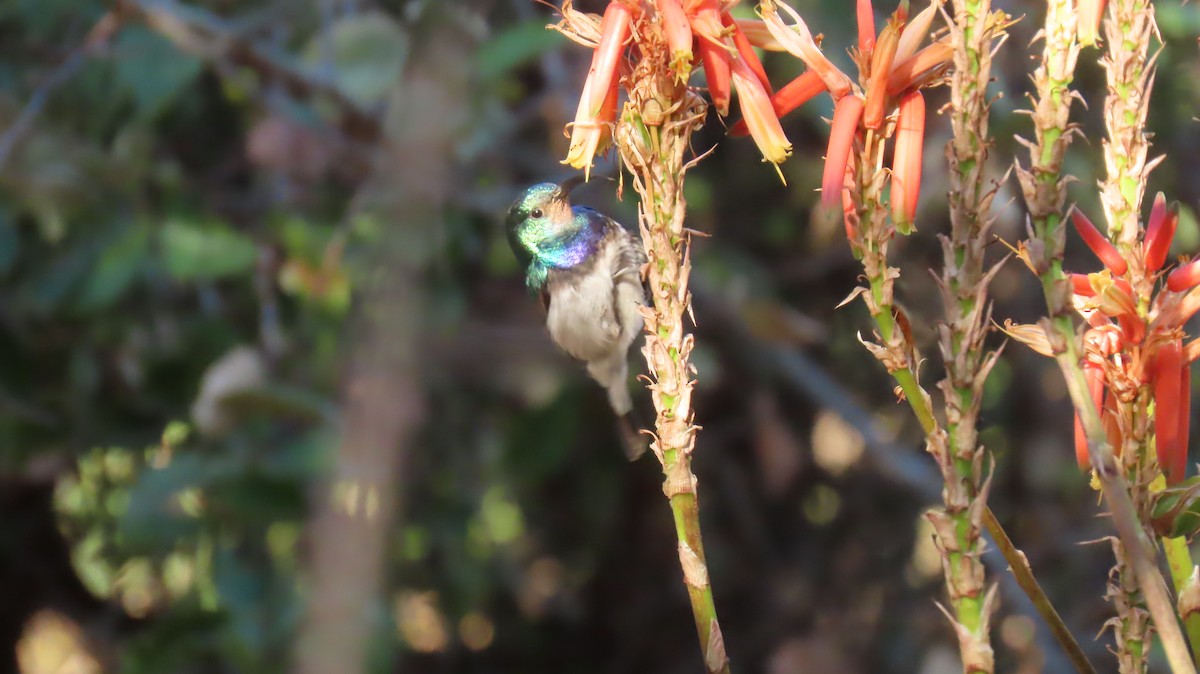 White-breasted Sunbird - ML620791460