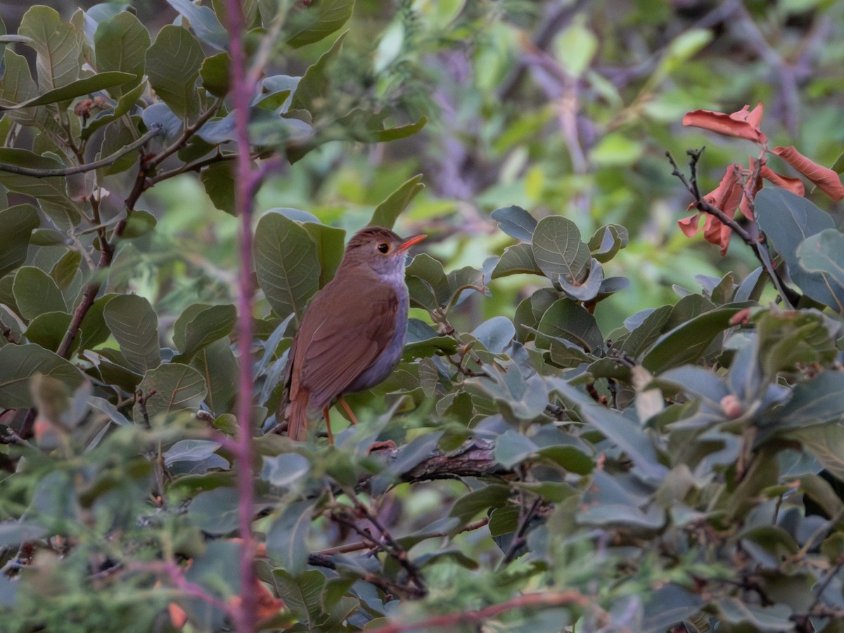 Orange-billed Nightingale-Thrush - ML620791461