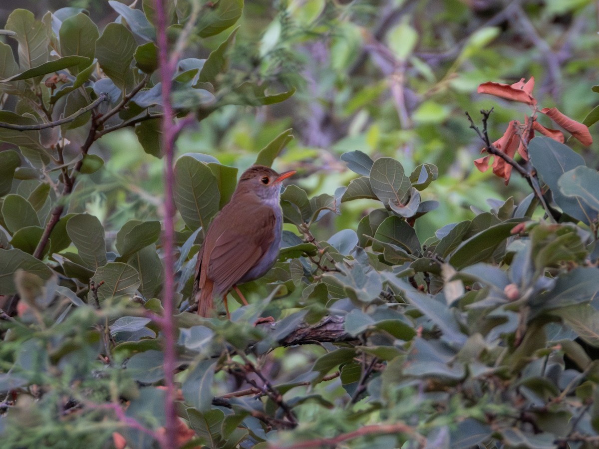 Orange-billed Nightingale-Thrush - ML620791463