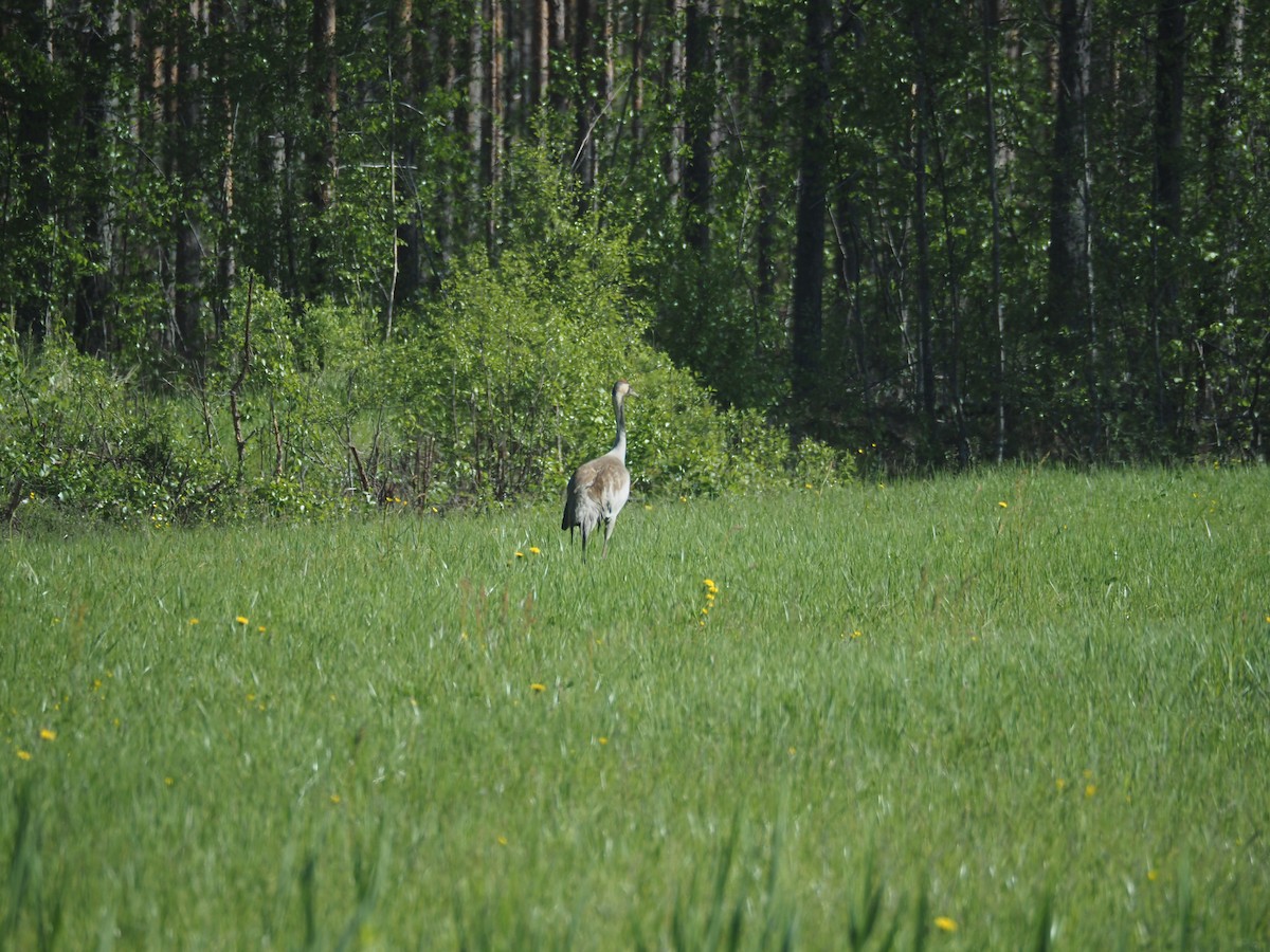 Common Crane - ML620791466