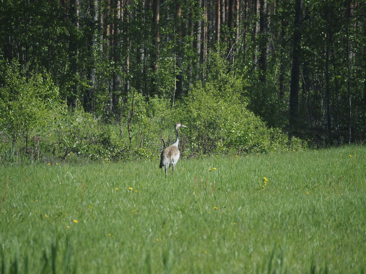 Common Crane - ML620791467