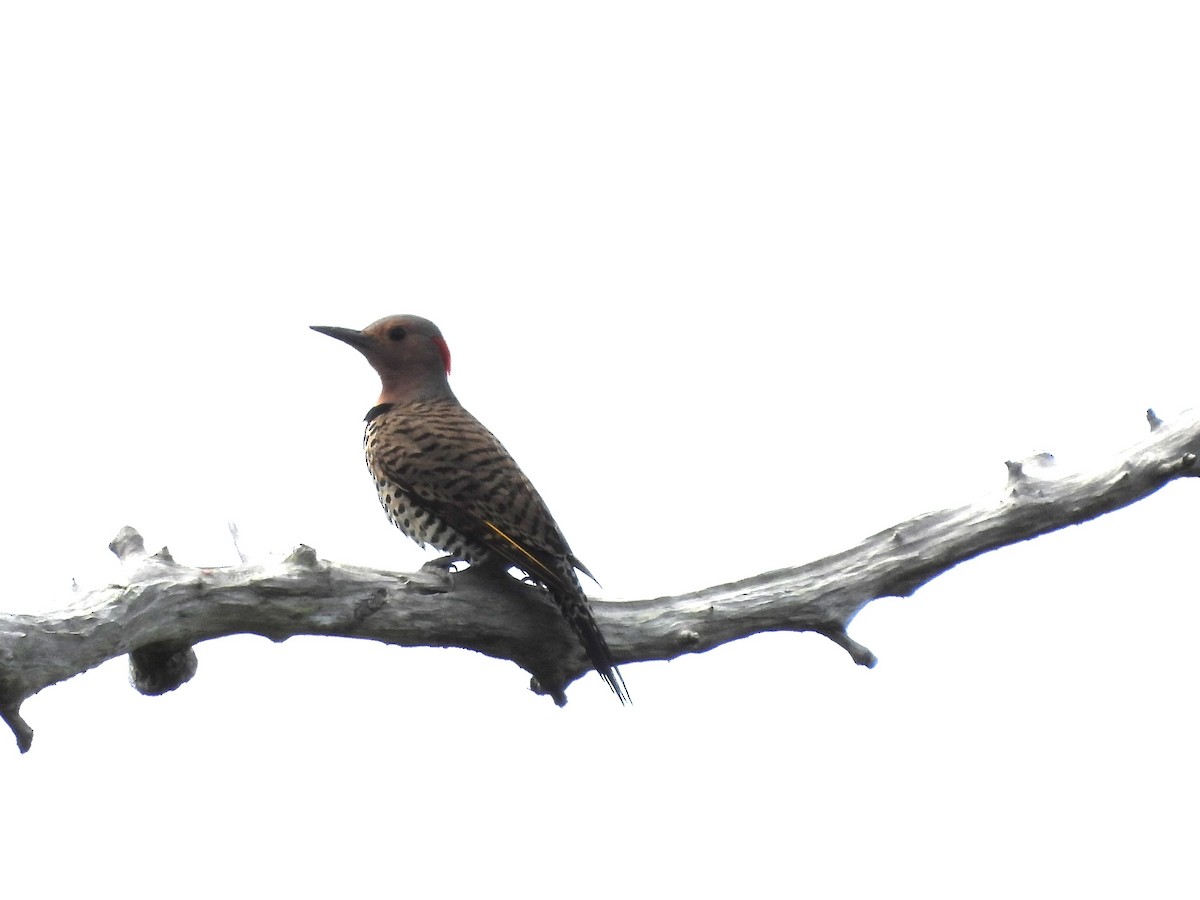 Northern Flicker (Grand Cayman I.) - ML620791468