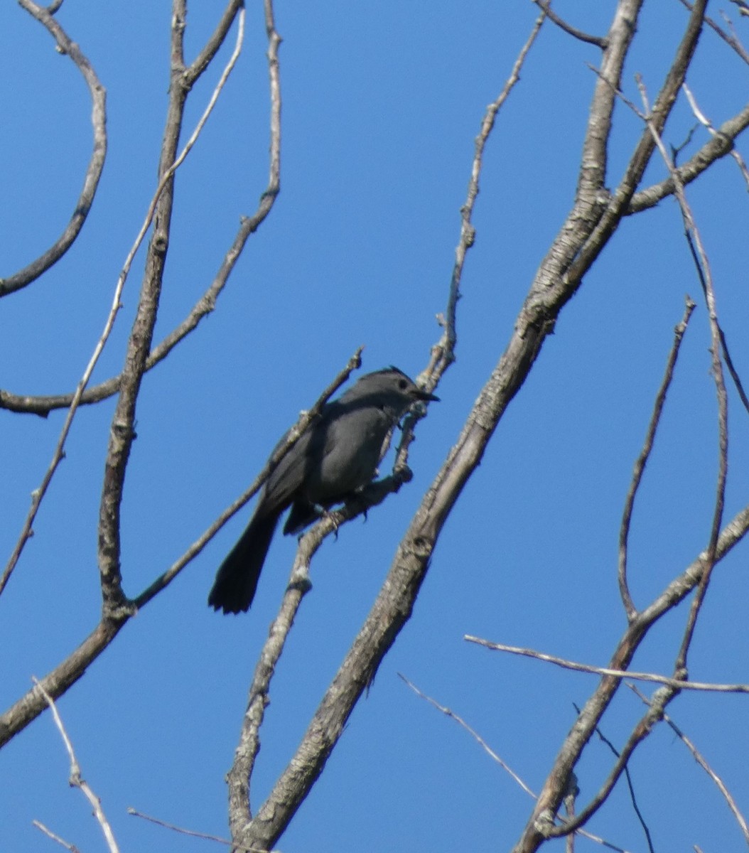 Gray Catbird - Patricia Deventer