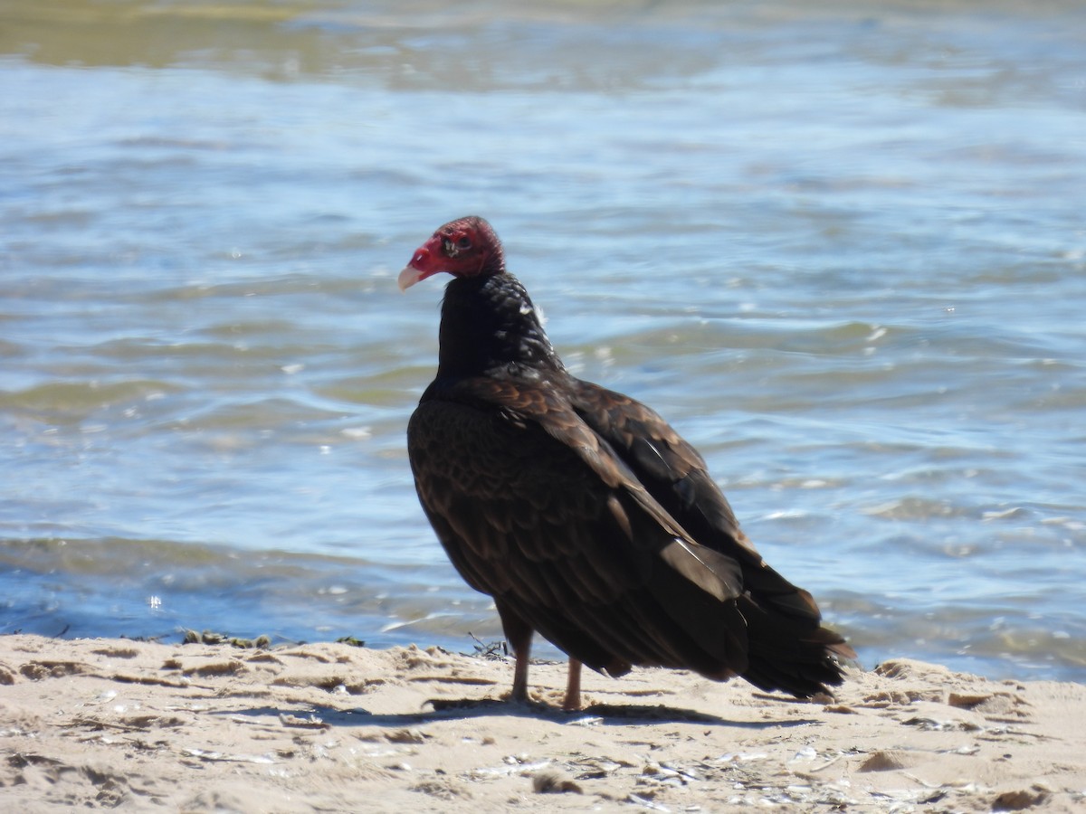 Turkey Vulture - ML620791470