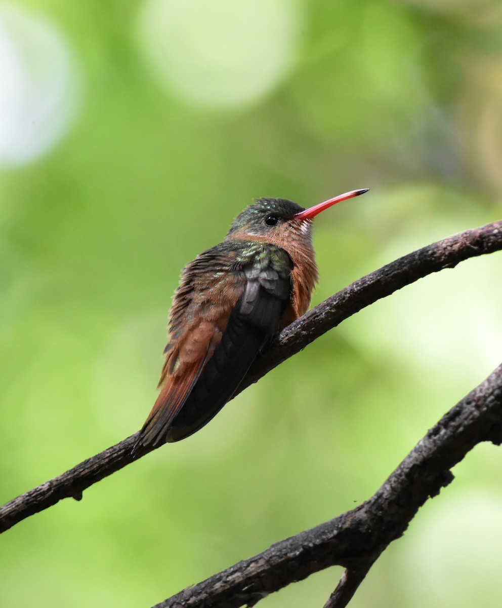 Cinnamon Hummingbird - ML620791473