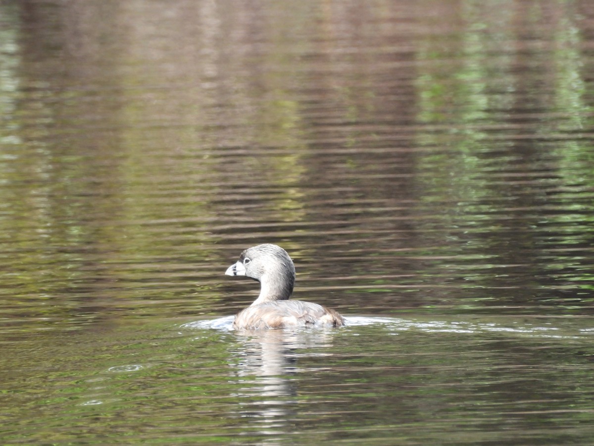 Pied-billed Grebe - ML620791486