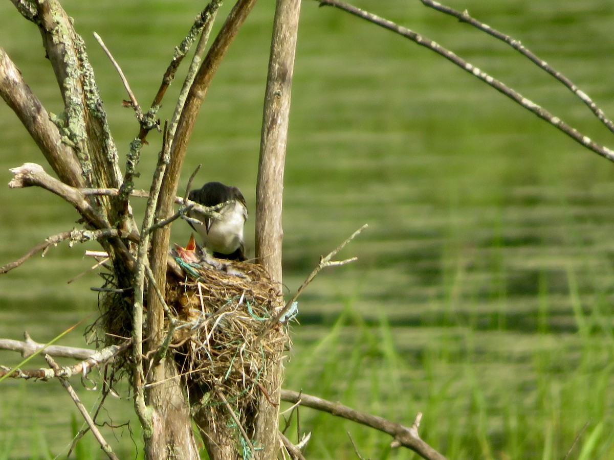 Eastern Kingbird - ML620791487