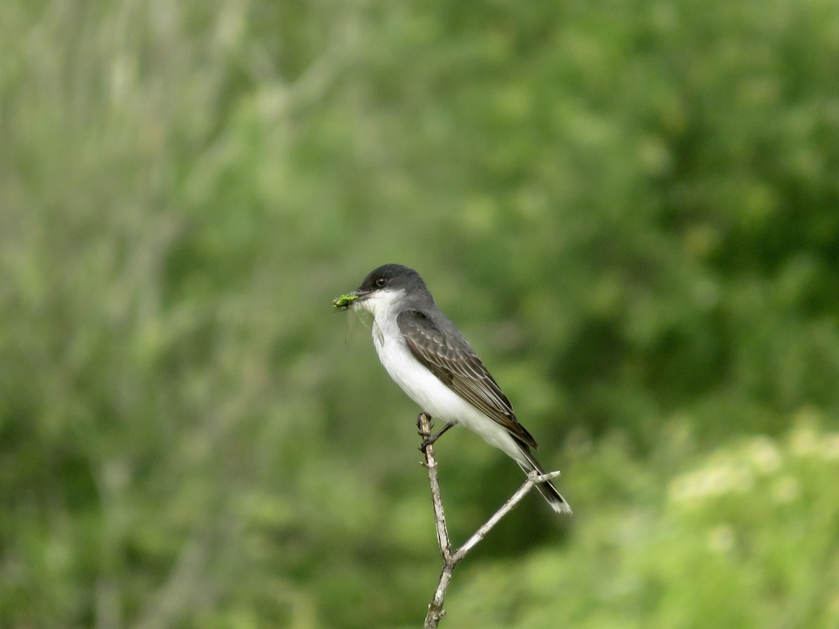 Schieferrücken-Königstyrann - ML620791490