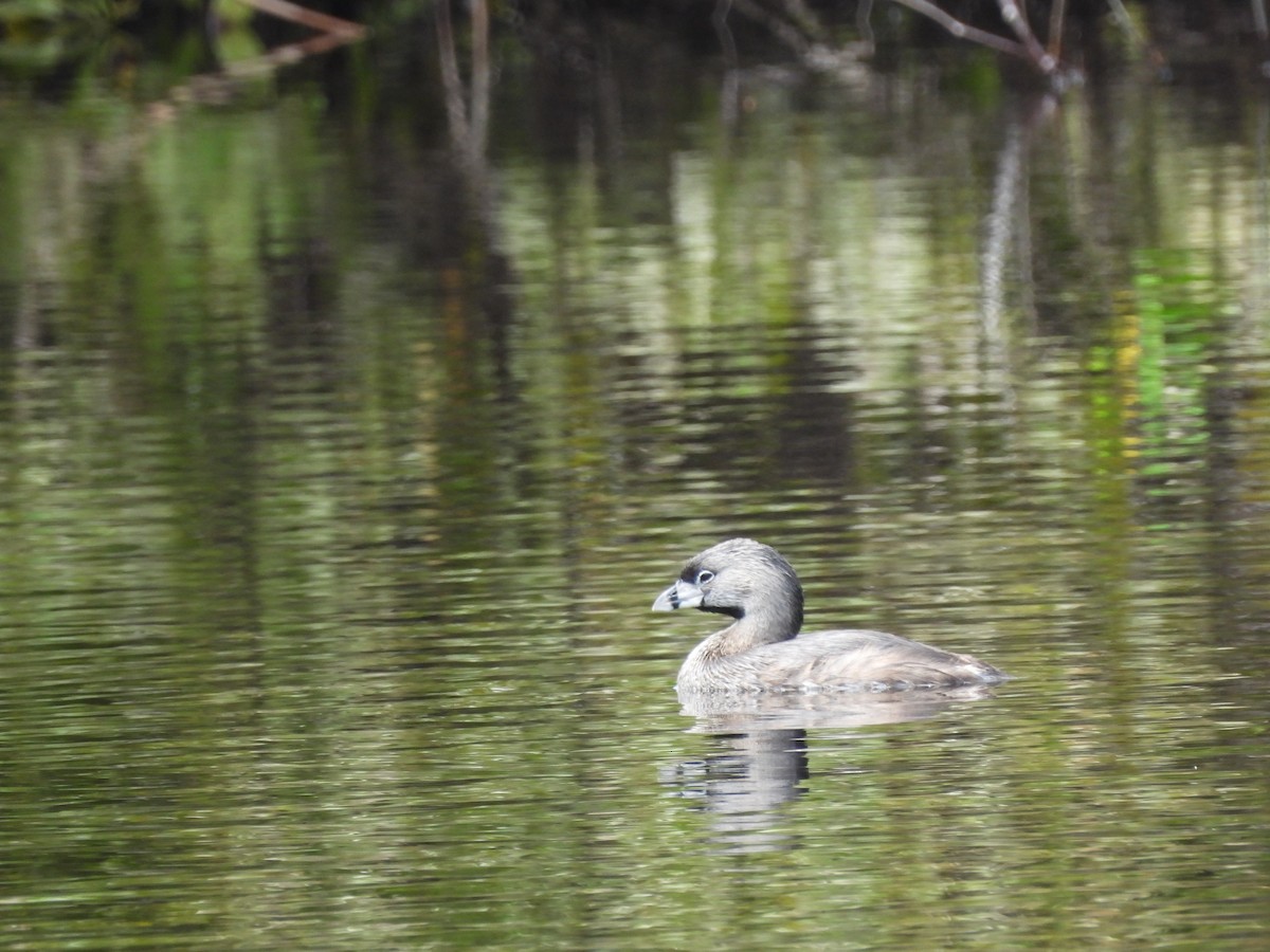 Pied-billed Grebe - ML620791493