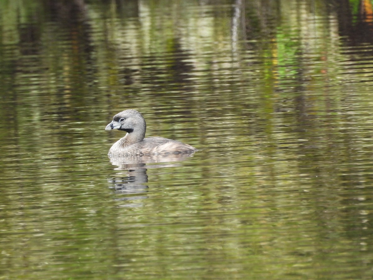 Pied-billed Grebe - ML620791495