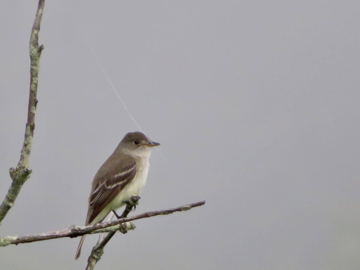 Willow Flycatcher - ML620791500