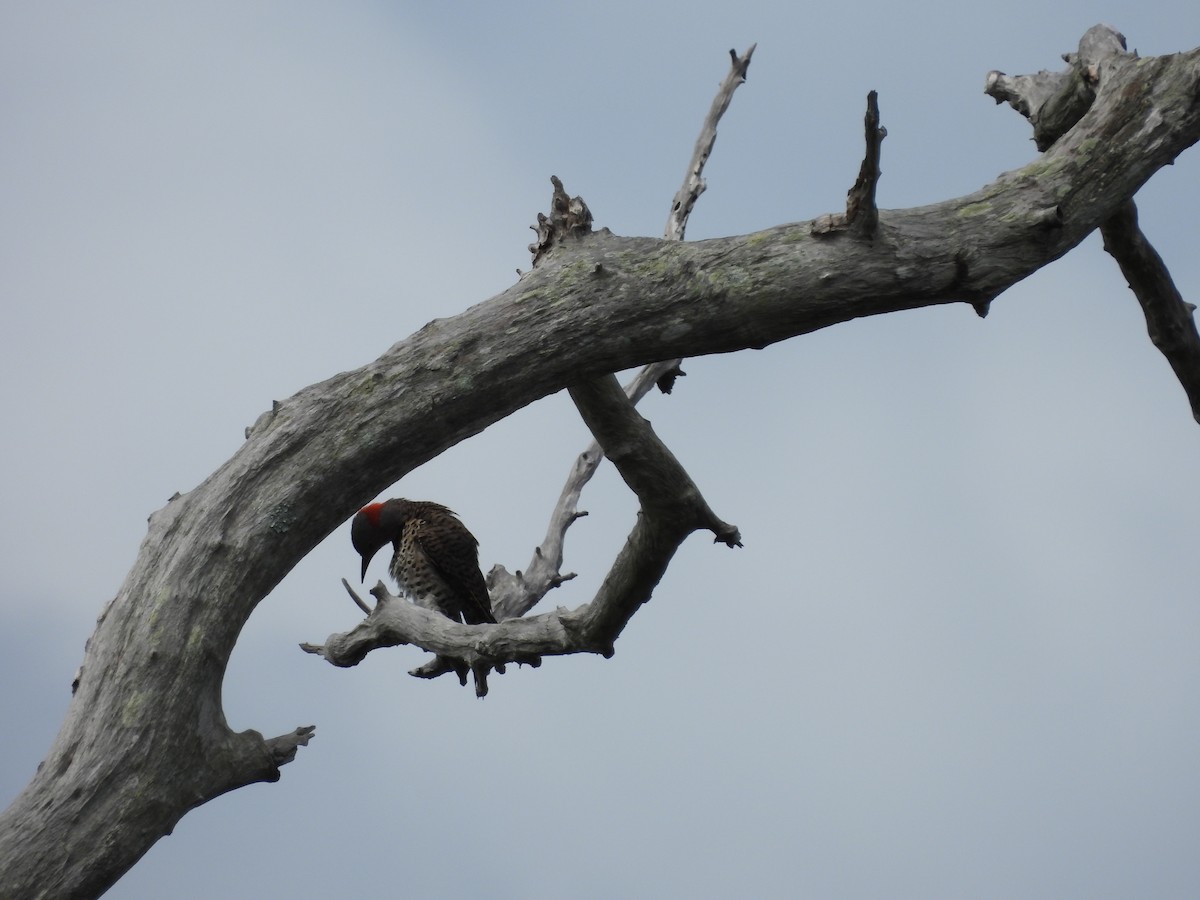 Northern Flicker (Grand Cayman I.) - ML620791505