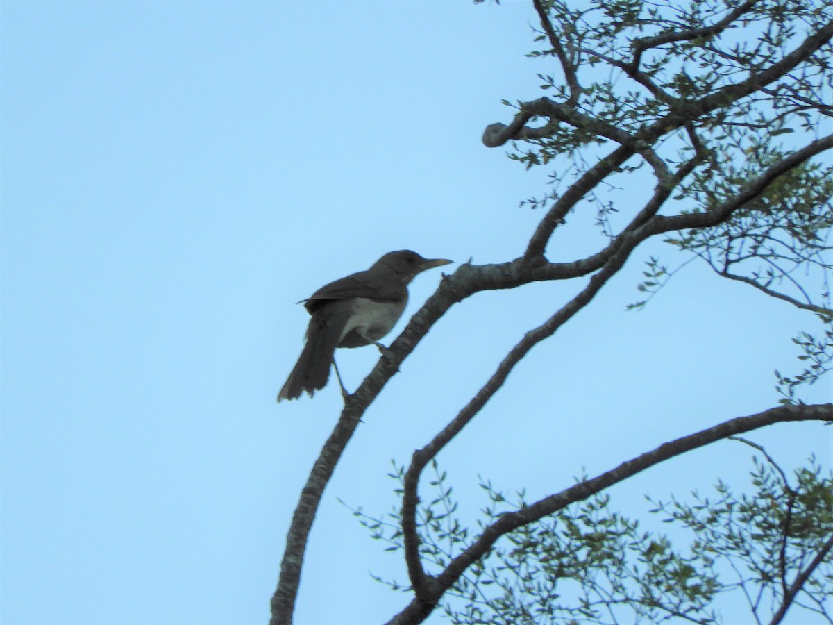 Creamy-bellied Thrush - ML620791508