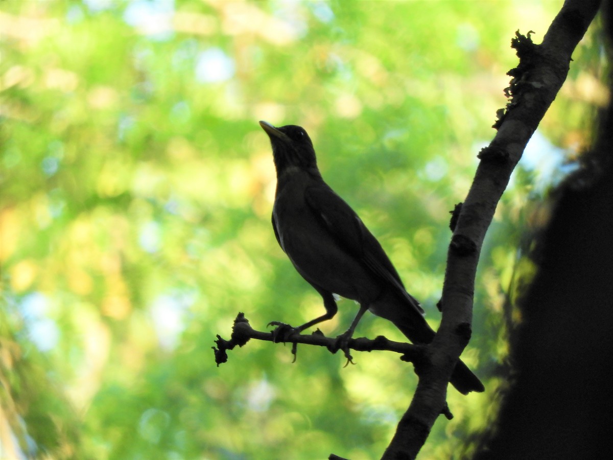 Creamy-bellied Thrush - ML620791509