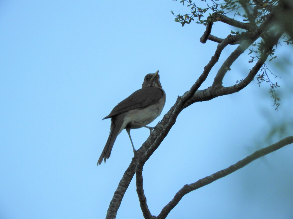 Creamy-bellied Thrush - ML620791510