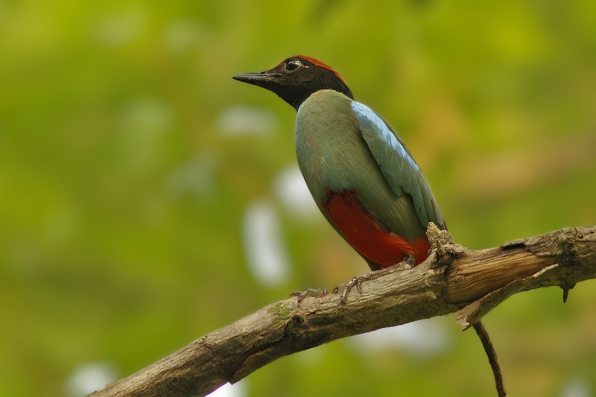 Western Hooded Pitta (Chestnut-crowned) - ML620791517
