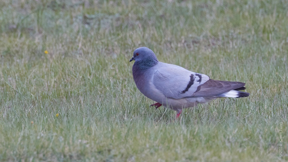 Hill Pigeon - ML620791525