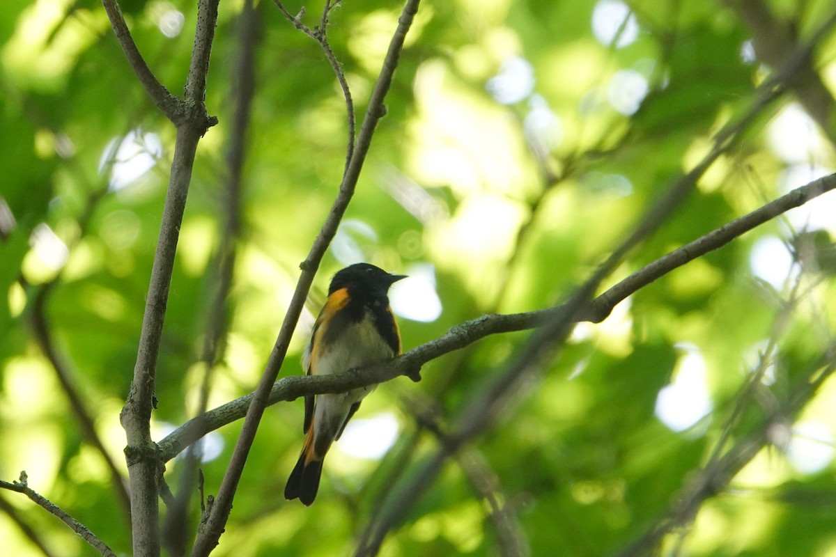 American Redstart - ML620791527