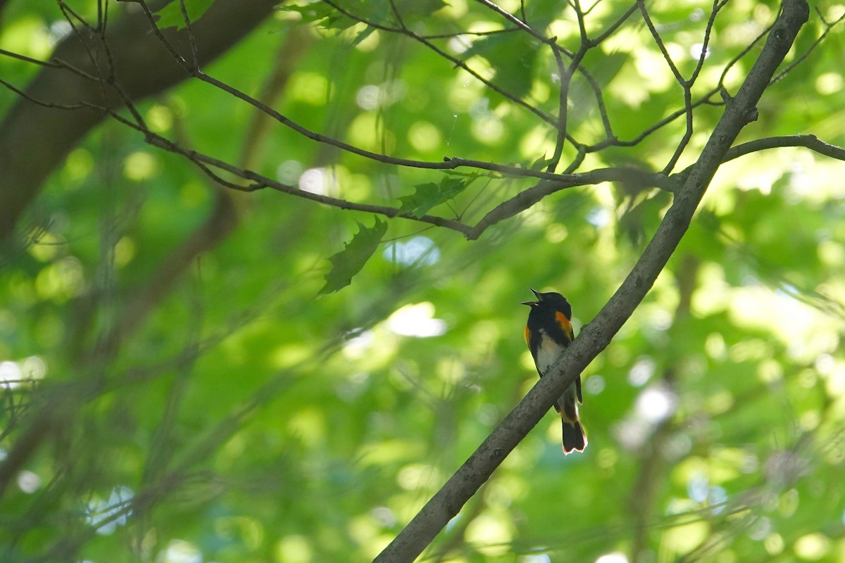 American Redstart - ML620791529