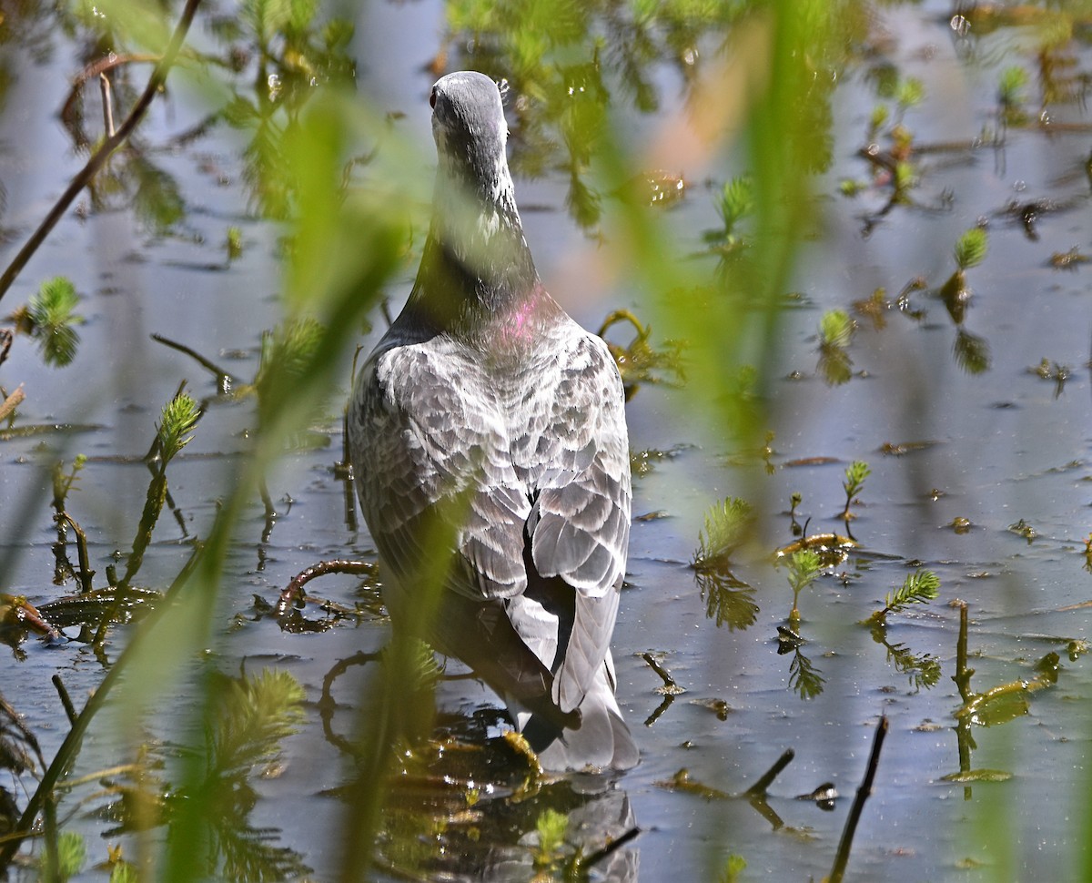 Rock Pigeon (Feral Pigeon) - ML620791533